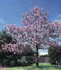 fast growing flowering tree, Royal Empress