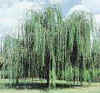 Weeping willow, fast growing shade tree