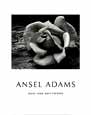 Ansel Adams - Rose and Driftwood