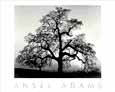 Ansel Adams - Oak Tree-Sunset City, CA