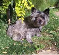 Shaolin the cairn terrier