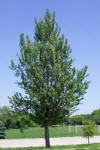 Hybrid Poplar