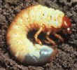 chafer beetle larva