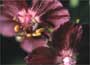 Buy hardy Geraniums