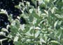 Sorbus aria "Lutescens"