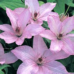 Clematis Hagley Hybrid, group 2