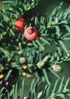 English yew, Taxus baccata