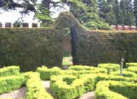 Enhance your mansion or stately home with a knot garden of Buxus - common box, foreground and A Taxus baccata - yew hedge, back ground