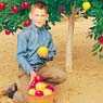 Apple, 5-on-1 Dwarf
