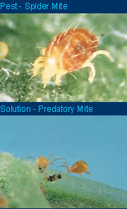 Red spider mite predators