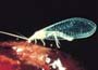 Lace wing, greenfly predator